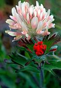 Bighead Clover, Trifolium macrocephelum  Harsh Paintbrush, Castilleja hispida